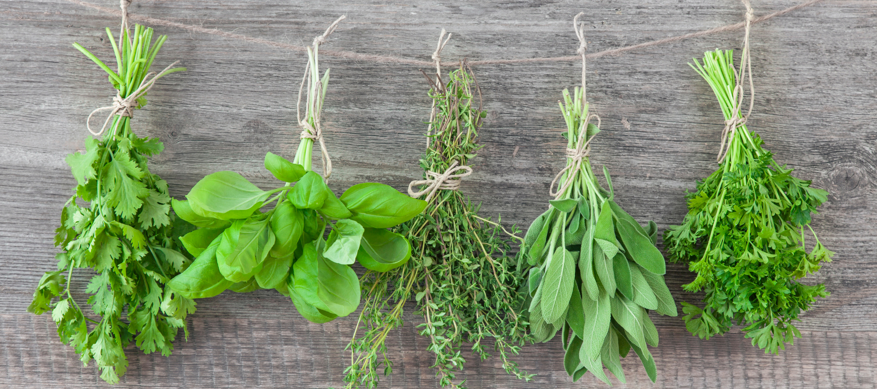 bundles of green herbs