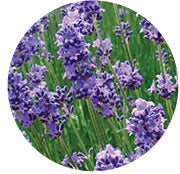 Pelindaba Lavender - Organic Lavender Mask Mist